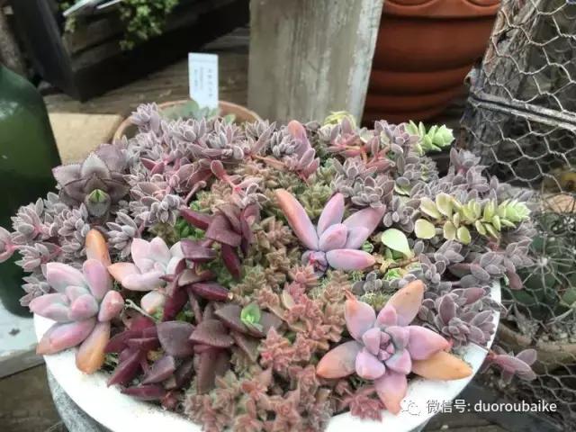 走进多肉园视频,走进日本的南瓜种植