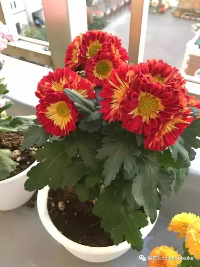 走进多肉园视频,走进日本的南瓜种植