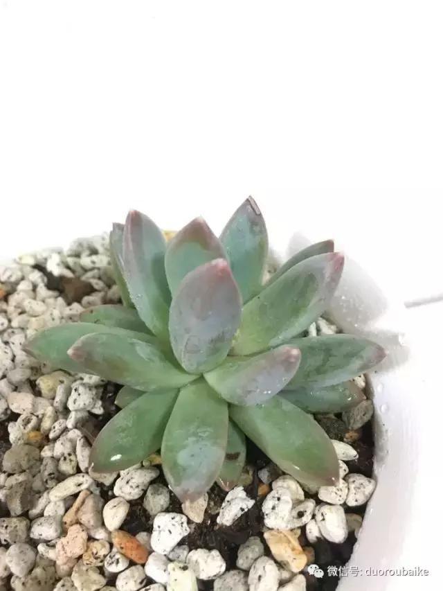 走进多肉园视频,走进日本的南瓜种植