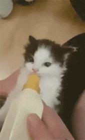 猫咪磕掉一点牙,猫咪磕掉半颗牙