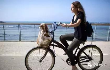 以色列宠物天堂,狗的天堂以色列