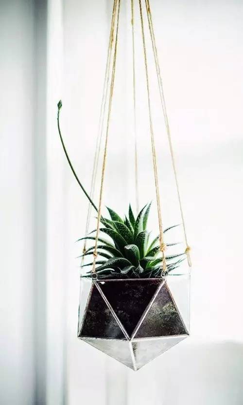 家有萌宠专治各种动物,家有萌宠专治什么病