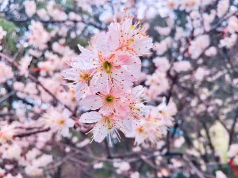 樱花限定款，一起粉出少女味｜时令