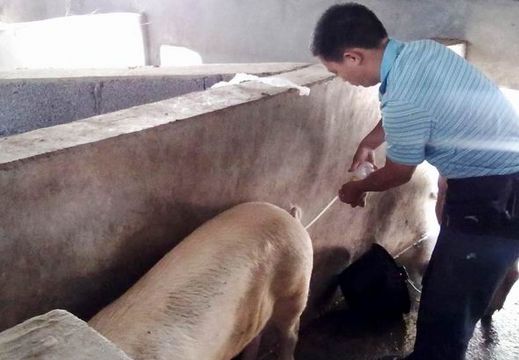 猪人工授精成功率高吗,猪人工授精的行业现状