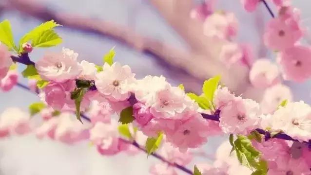 沪上樱花在哪里,沪上赏花