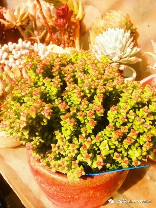 爱上多肉爱上生活,爱上多肉深似海