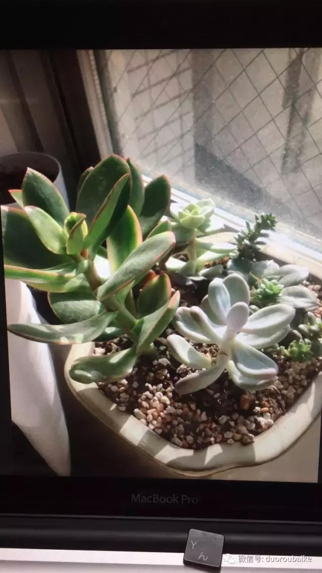 走进多肉园视频,走进日本的南瓜种植