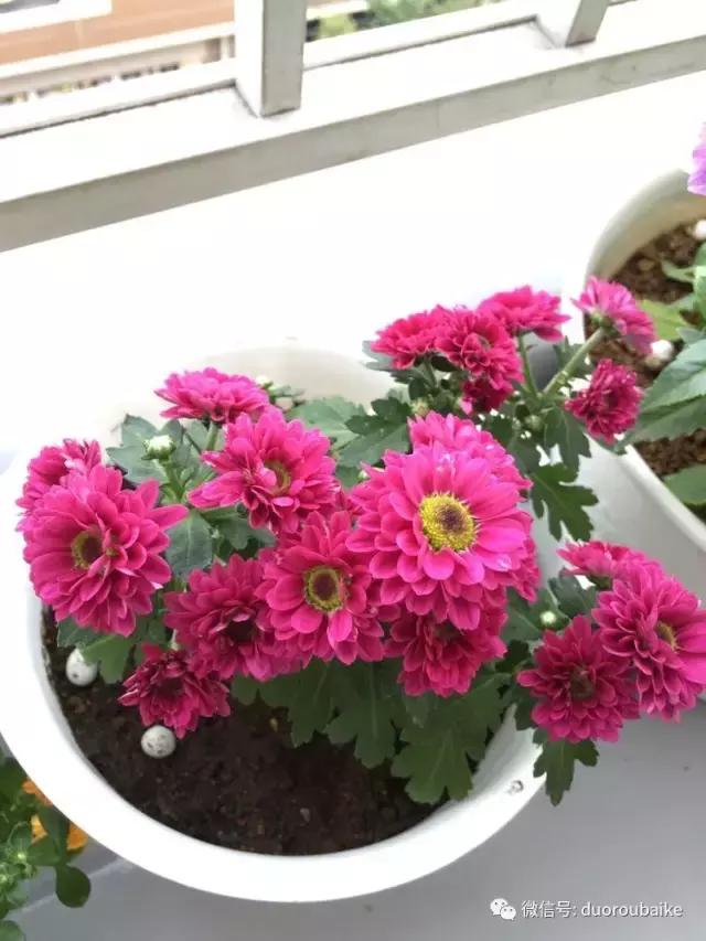 走进多肉园视频,走进日本的南瓜种植