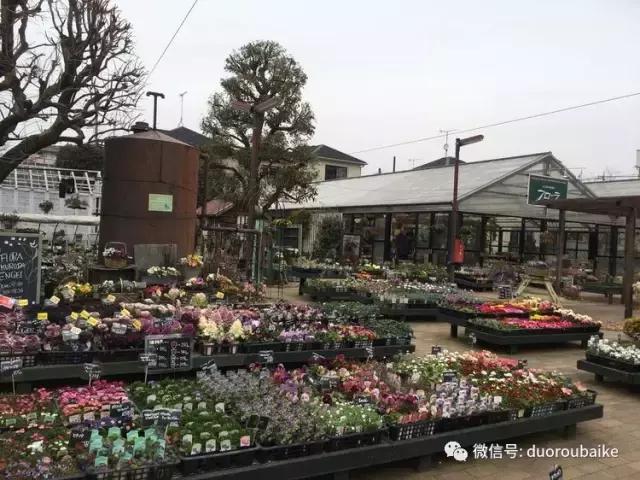 走进多肉园视频,走进日本的南瓜种植