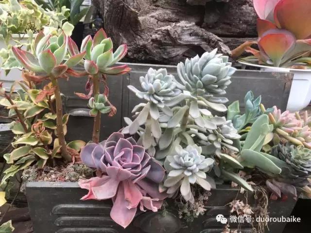 走进多肉园视频,走进日本的南瓜种植