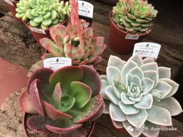 走进多肉园视频,走进日本的南瓜种植