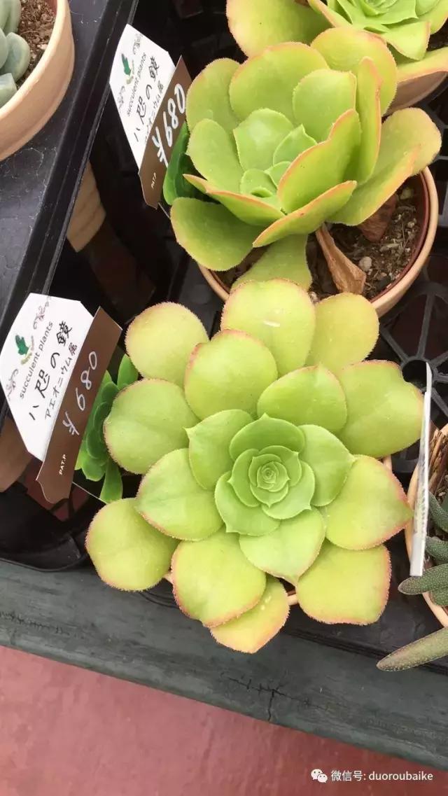 走进多肉园视频,走进日本的南瓜种植