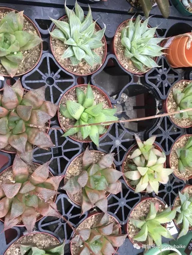 走进多肉园视频,走进日本的南瓜种植