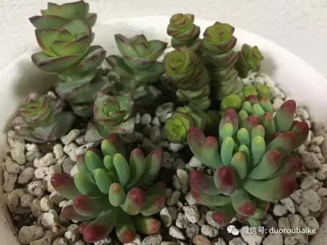 走进多肉园视频,走进日本的南瓜种植