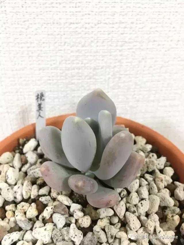 走进多肉园视频,走进日本的南瓜种植