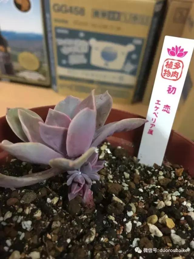 走进多肉园视频,走进日本的南瓜种植