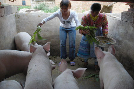 母猪炎症塞药,母猪产道炎症特效药
