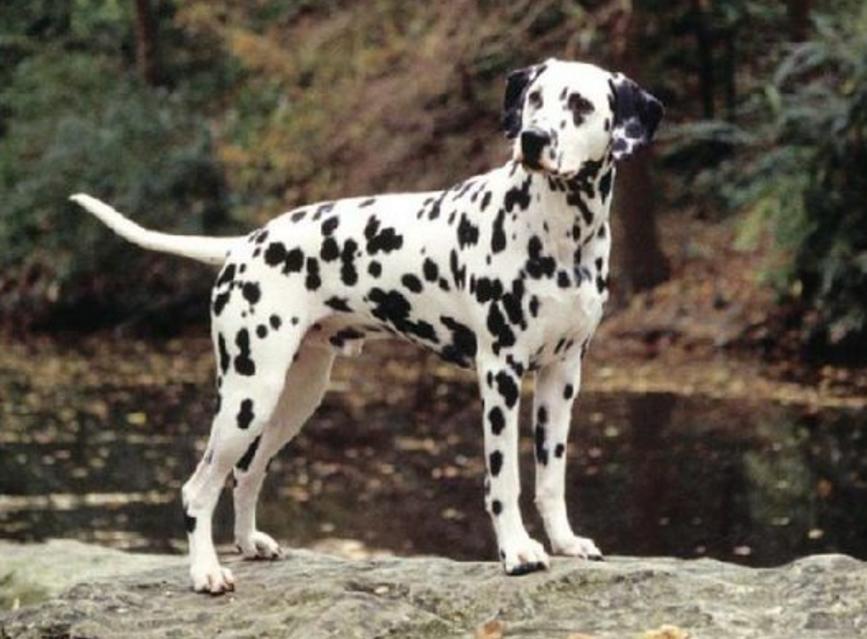 你的星座和生肖配对,你的星座和你的属相是什么