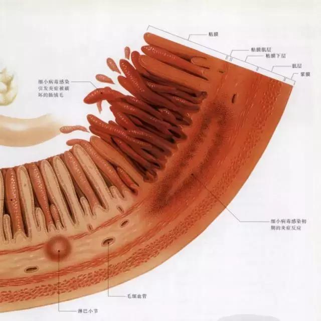 对于幼猫，为何猫瘟是头号杀手？宠物医生详解猫瘟的防与治