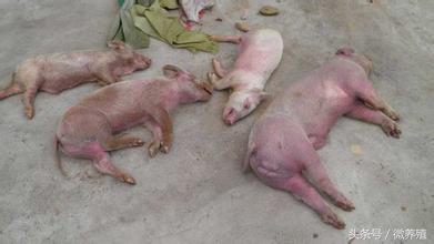 育肥猪身上发紫怎么治疗最好,育肥猪皮肤发红怎么回事怎么治疗