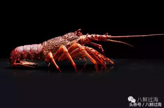 澳洲海鲜什么值得推荐,去澳大利亚可以带的食品有哪些
