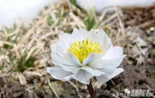 全国各省：我出上联！*疆新**丫头：我对下联！太有才了！