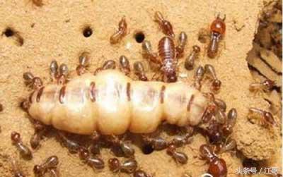 老大爷家里的“闹鬼凶手”，藏在墙壁里四十年，身材肥大