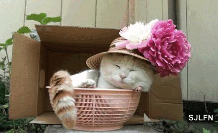 家有萌宠专治各种动物,家有萌宠专治什么病