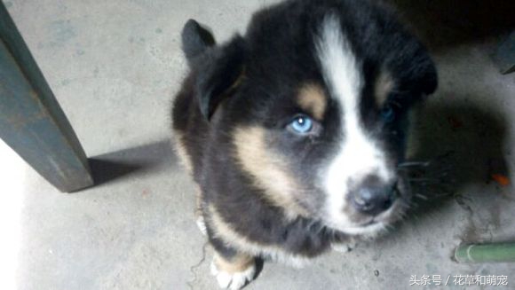 双血统哈士奇和二哈体型,哈士奇和藏獒哪一个厉害