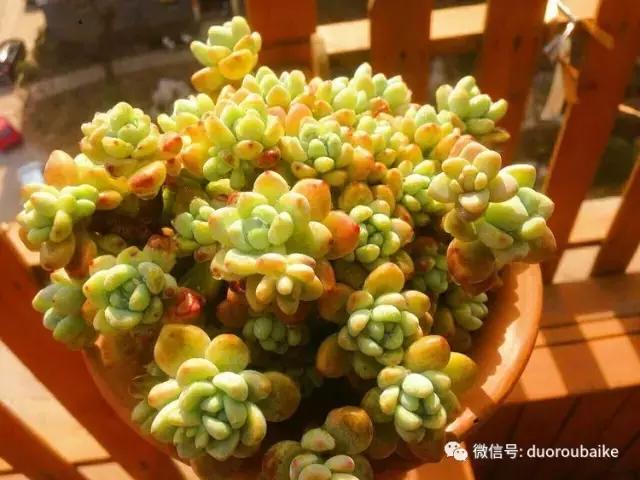 爱上多肉爱上生活,爱上多肉深似海