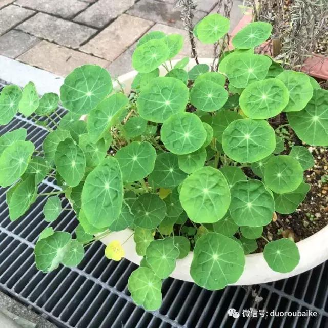 走进多肉园视频,走进日本的南瓜种植