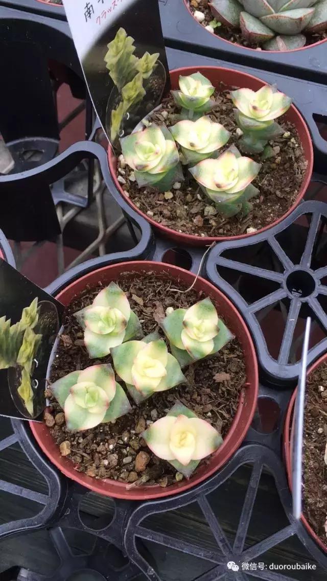 走进多肉园视频,走进日本的南瓜种植