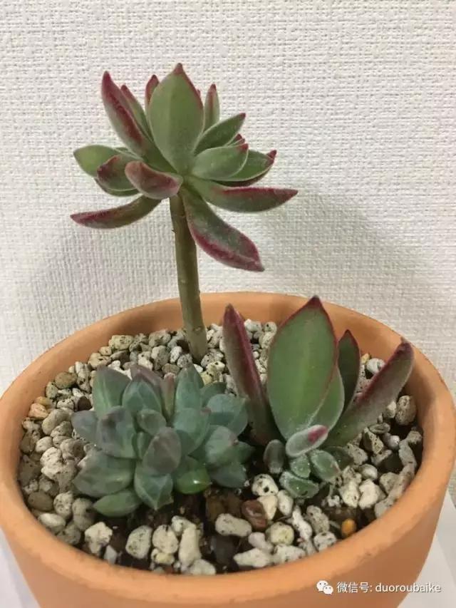 走进多肉园视频,走进日本的南瓜种植