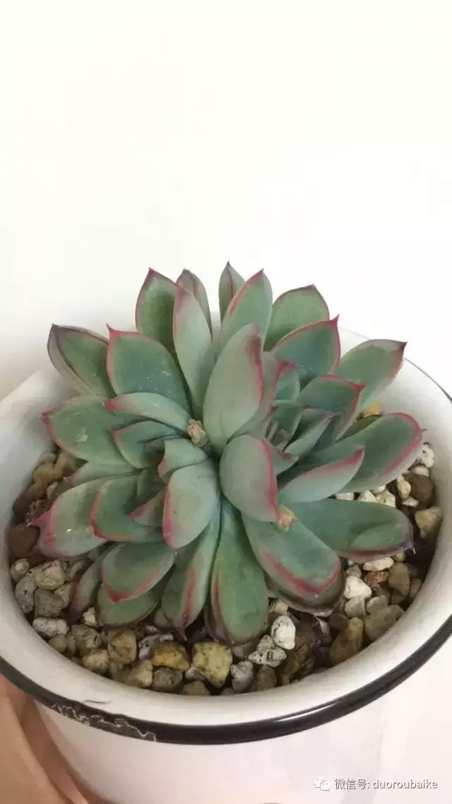 走进多肉园视频,走进日本的南瓜种植