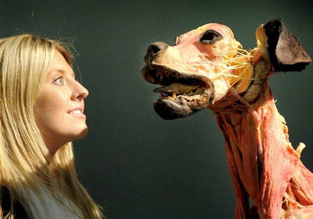 颇具争议、给人强烈视觉冲突的塑化动物