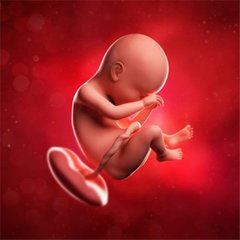 怀孕37天去检查早吗,怀孕检查的时间准吗