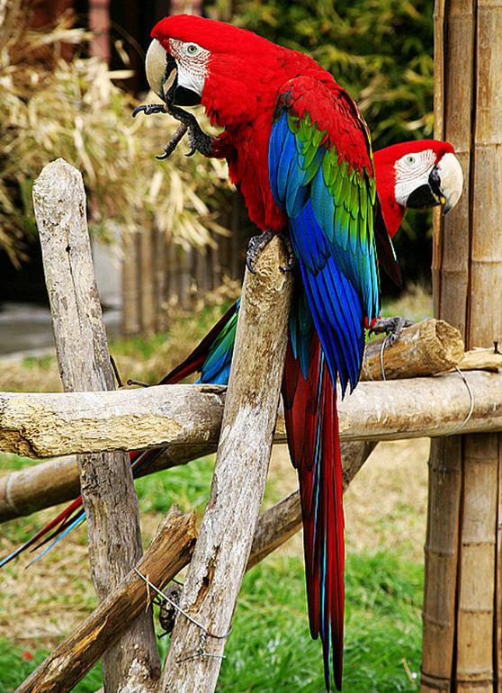 你的星座和生肖配对,你的星座和你的属相是什么