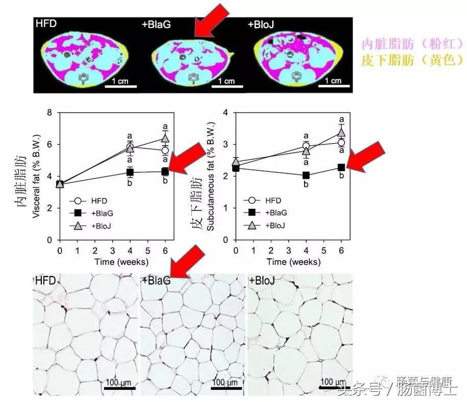同样是双歧杆菌，你咋就可以减脂呢？