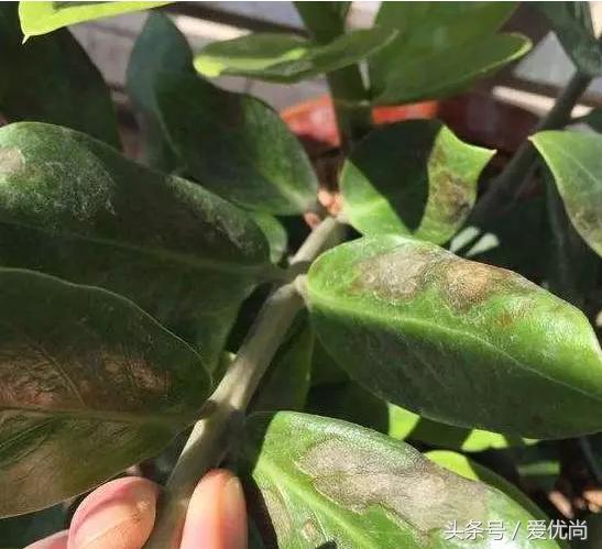 金钱树叶片发黄怎么解决,盆栽金钱树叶子黄了是什么原因