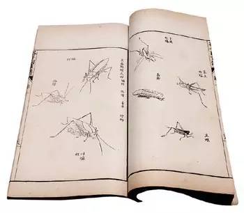 齐白石与芥子园画谱之缘,齐白石画作大全集