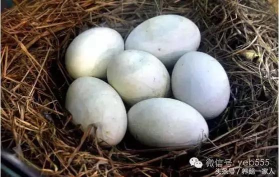 鹅蛋孕妇吃可以防治黄疸吗,孕妇能吃鹅蛋的好处和坏处