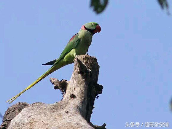 亚历山大鹦鹉的说话视频,亚历山大鹦鹉有分大小体吗