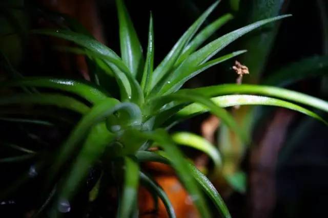 水族箱草缸开缸教程新手入门,雨林缸开缸多久植物才会稳定