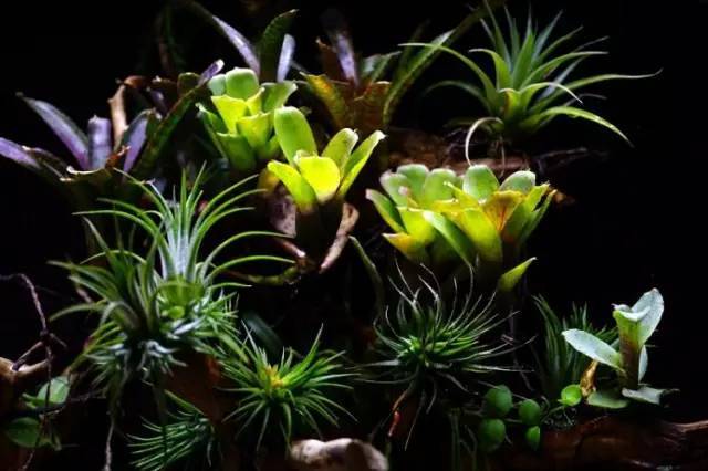 水族箱草缸开缸教程新手入门,雨林缸开缸多久植物才会稳定