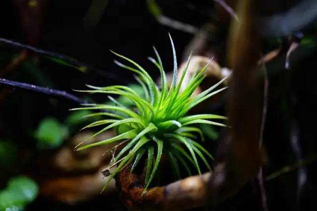 水族箱草缸开缸教程新手入门,雨林缸开缸多久植物才会稳定