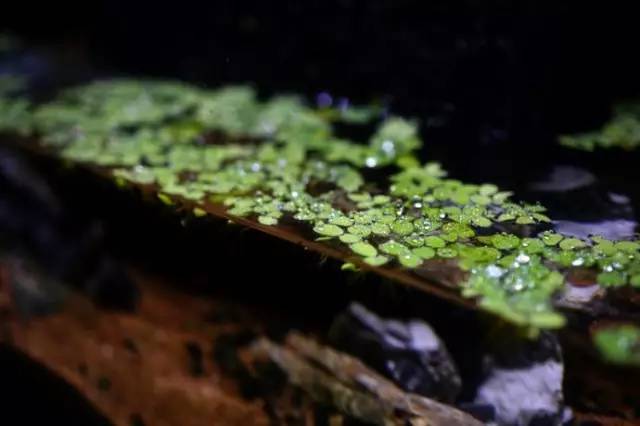 水族箱草缸开缸教程新手入门,雨林缸开缸多久植物才会稳定