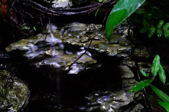 水族箱草缸开缸教程新手入门,雨林缸开缸多久植物才会稳定