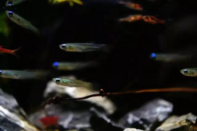 水族箱草缸开缸教程新手入门,雨林缸开缸多久植物才会稳定