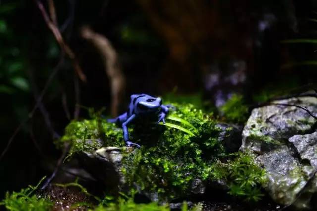 水族箱草缸开缸教程新手入门,雨林缸开缸多久植物才会稳定