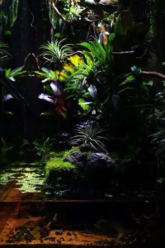 水族箱草缸开缸教程新手入门,雨林缸开缸多久植物才会稳定